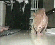 냥아치 모음 gif | 인스티즈