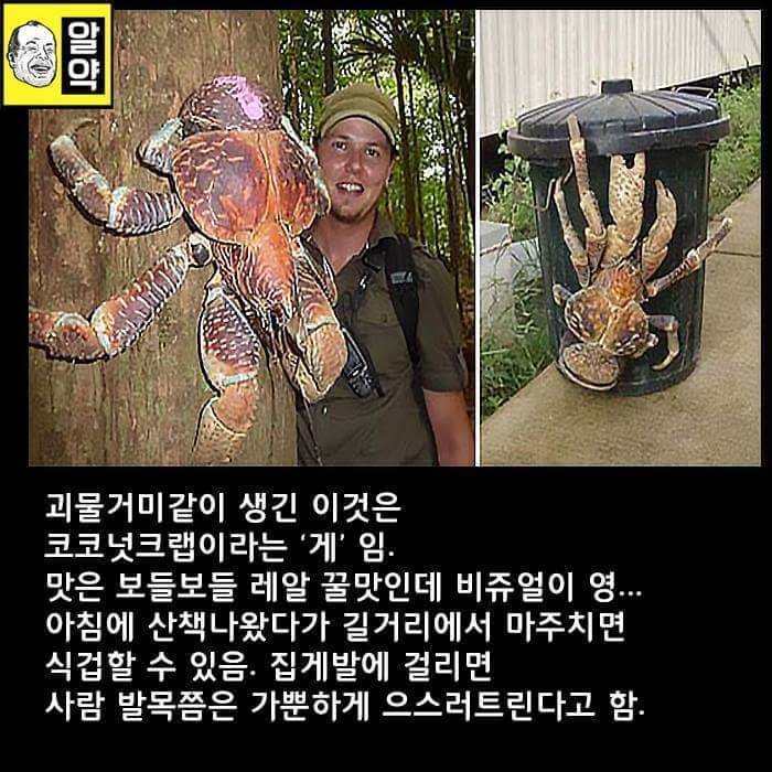 혐오주의) 호주의 위엄 | 인스티즈