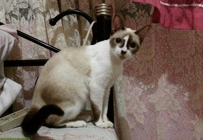 기호 1번 고양이.jpg | 인스티즈