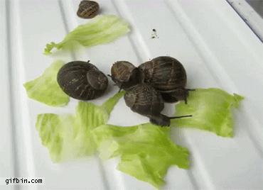 달팽이의 무서운 먹성.gif | 인스티즈