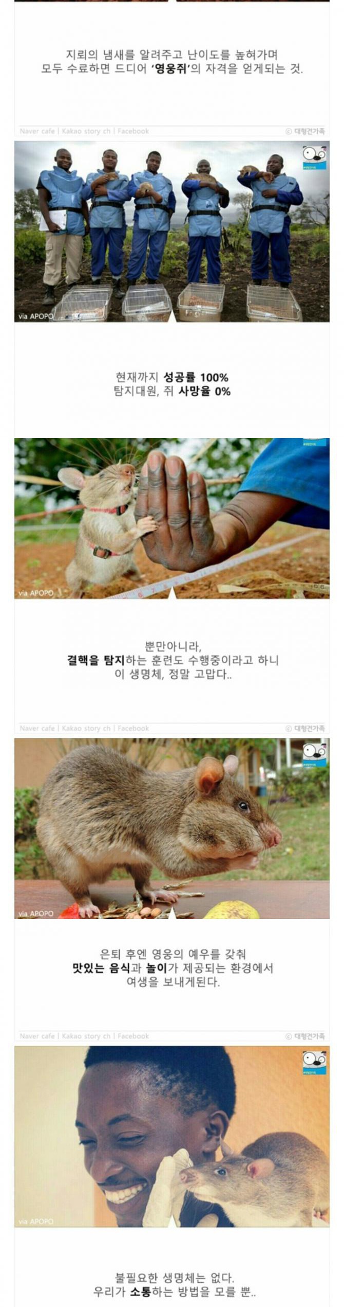 성공률 100％ 사망율 0％ | 인스티즈