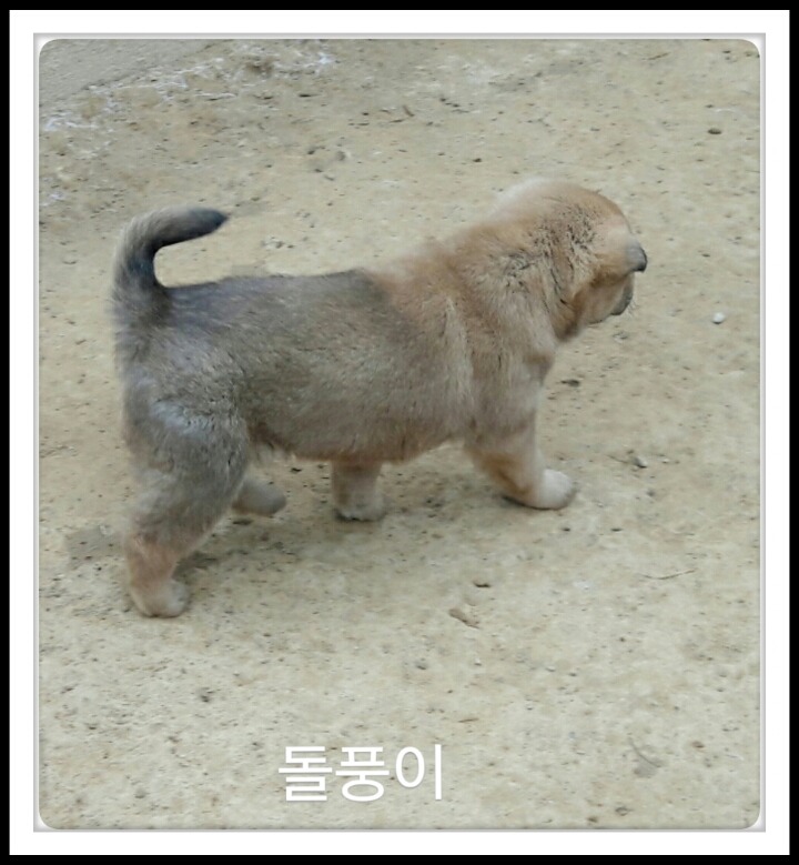 복실이 이미지