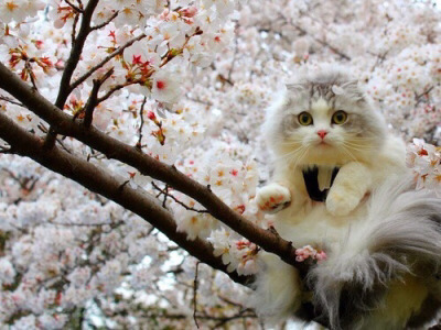 Tumblr : #cat #pink | 인스티즈