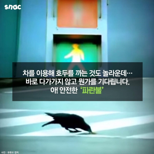 범고래와 까마귀의 지능 | 인스티즈