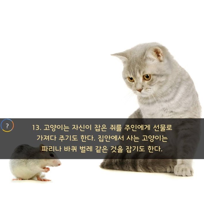 야옹이를 대하는 예의 | 인스티즈