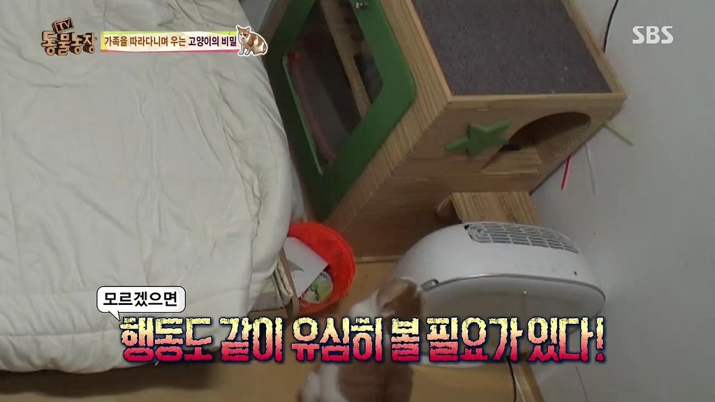 [동물농장] 존트 할말 다 하고 사는 수다쟁이 고양이 쪼롱이ㅋㅋㅋㅋ.jpg | 인스티즈