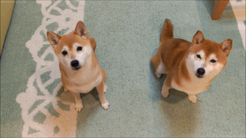 개애기들.gif | 인스티즈
