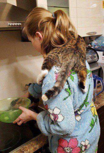 고양이를 이해하는걸 포기했다 | 인스티즈