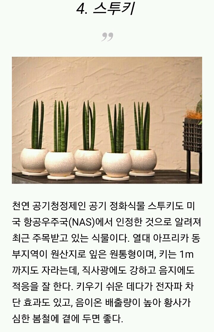 모양도 예쁘고 기능도 좋은 실내 식물 10가지 | 인스티즈