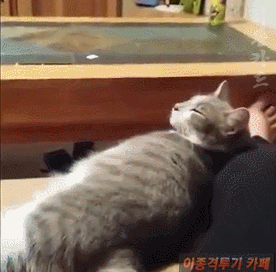손가락 하나로 냥이 고장 내는 방법.gif | 인스티즈