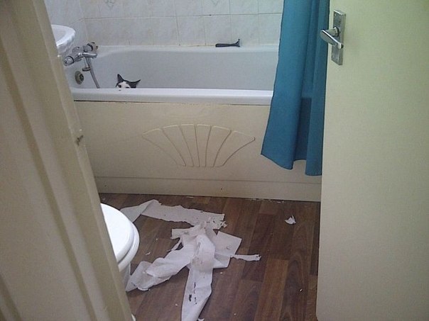 아주 사고뭉치다냥 | 인스티즈