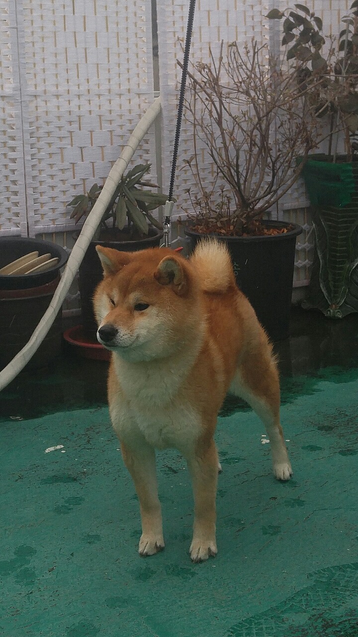 사치 이미지