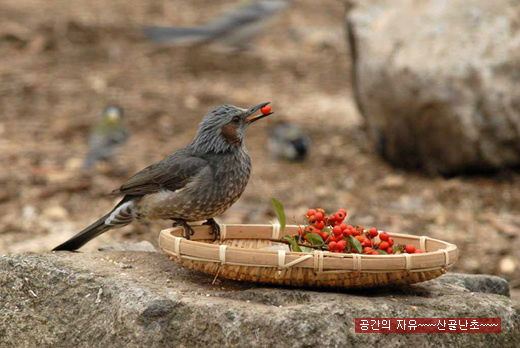 송화정 이미지