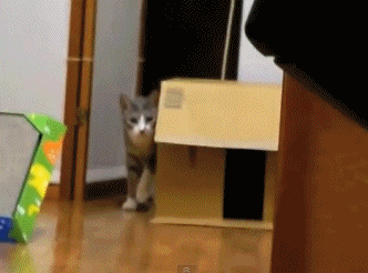 무궁화 꽃이 피었습니다.gif | 인스티즈