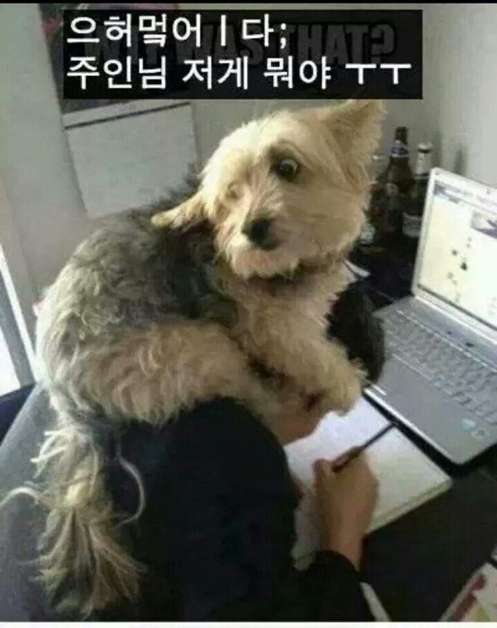 강아지들을 키우고 싶은 이유 | 인스티즈