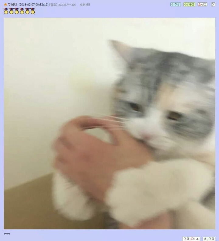 고양이앞에서 손가락 고리를 만들면.jpg | 인스티즈