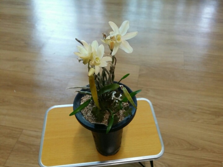 금청 이미지