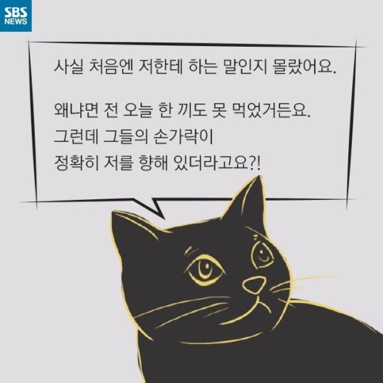 "살찐 거 아니에요 부은 거예요"(길고양이) | 인스티즈