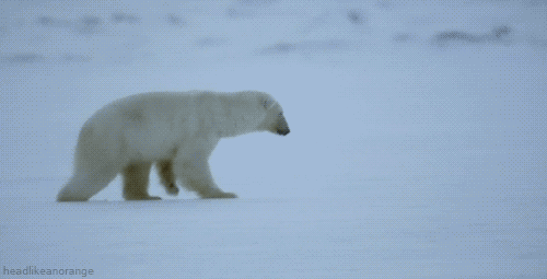 귀요미 북극곰들.gif | 인스티즈