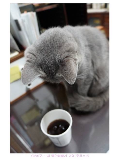 탄산이 신기한 냥이.jpg | 인스티즈
