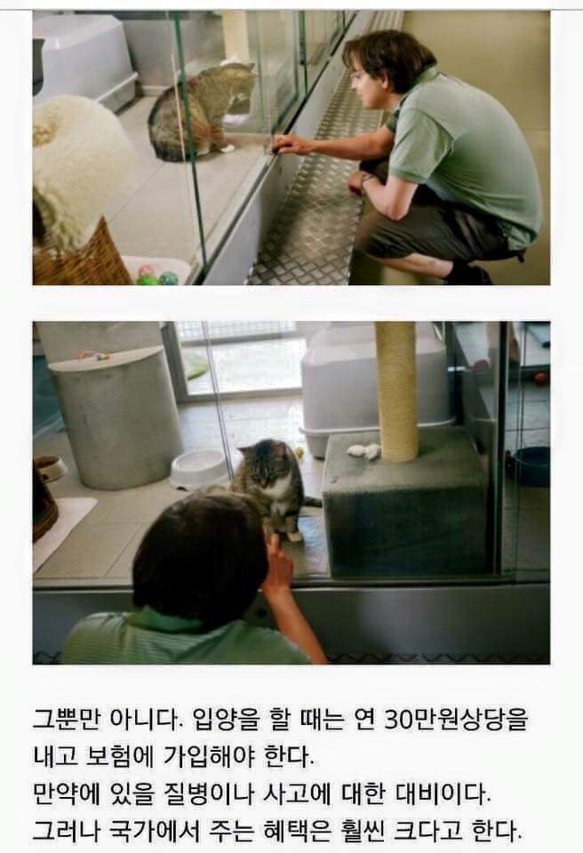 우리나라와는 조금 다른 독일의 반려동물 분양 | 인스티즈