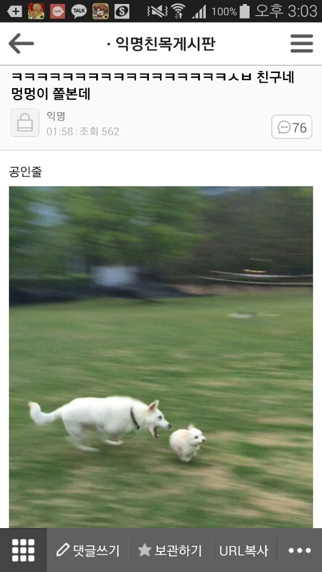 평화로운 익친이네 개들.jpg | 인스티즈