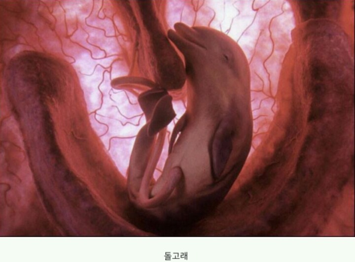 동물들이 어미에게서 나오기 전 | 인스티즈