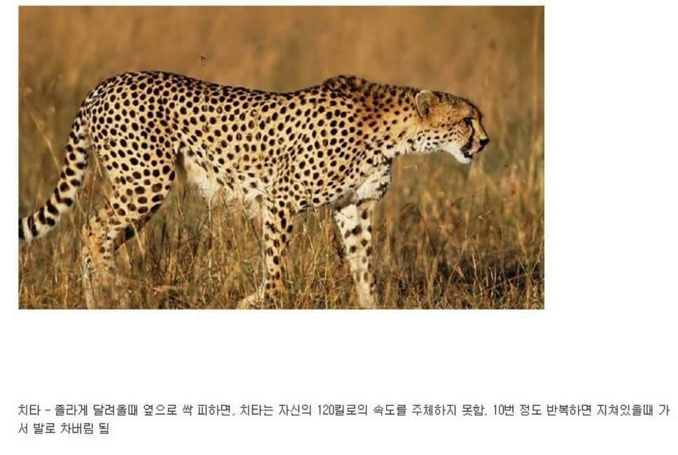 동물이랑 1대1로 싸워서 이기는 방법 개꿀팁. jpg | 인스티즈