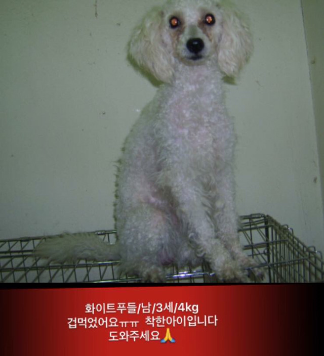 금요일 안락사.방사될 강아지고양이 보고가줘ㅠㅠ | 인스티즈