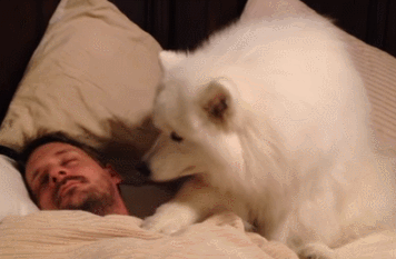 개가 주인을 깨우는 방법.gif | 인스티즈