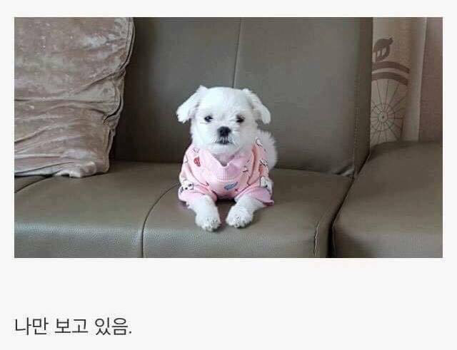 댕댕이 키우면 생기는일 | 인스티즈