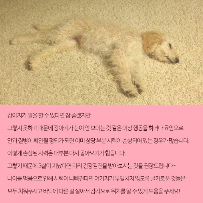 강아지가 보는 세상 | 인스티즈