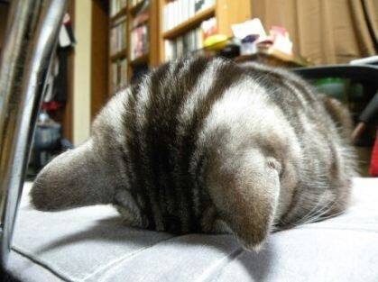 냥이의 잠자는 법 | 인스티즈