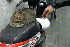 노답 냥아치들 | 인스티즈