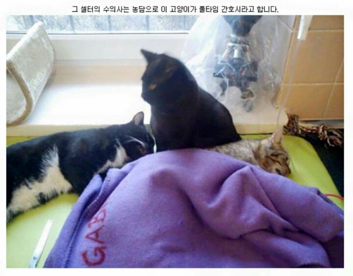 냐이팅게일 | 인스티즈