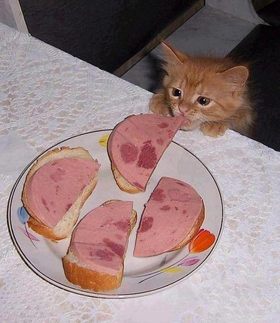 밥먹는 고양이.jpg | 인스티즈