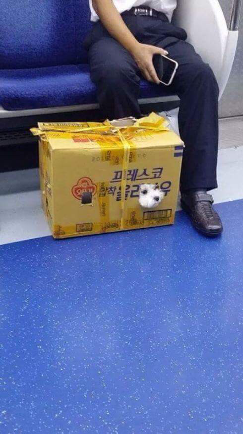 이래도 댕댕이가 아닙니까 | 인스티즈
