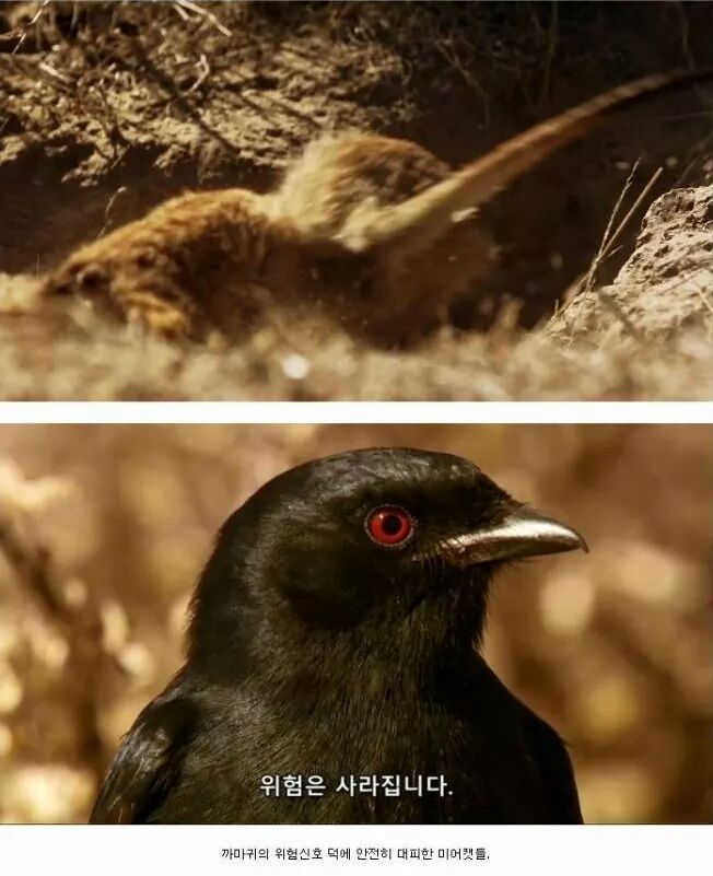 까마귀 인성수준 ㅎㅎㅎㅎㅎㅎㅎㅎ | 인스티즈