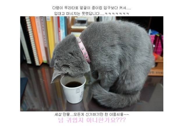 탄산이 신기한 냥이.jpg | 인스티즈