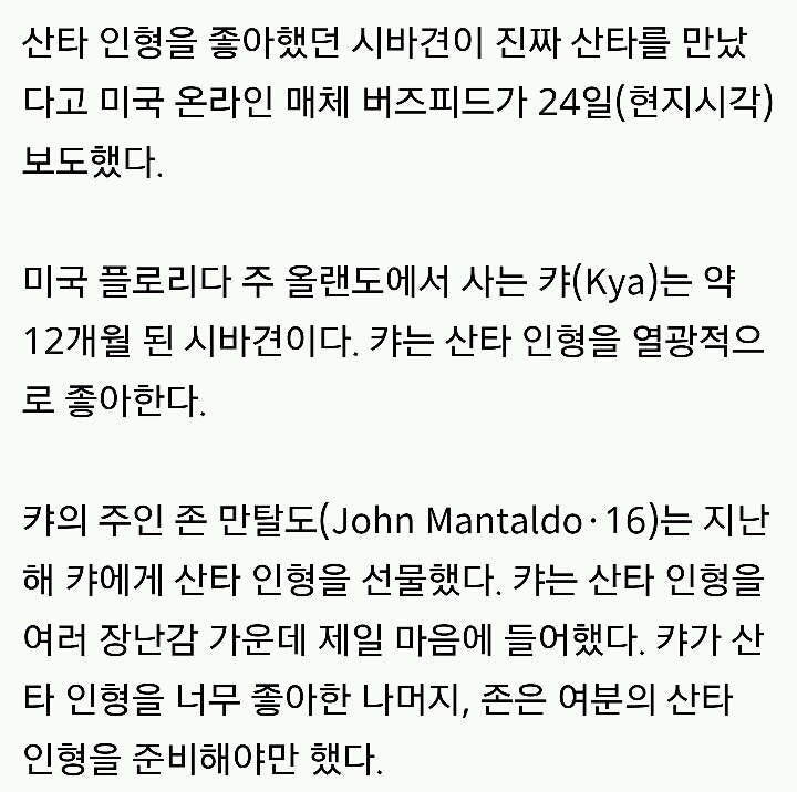 산타 인형을 좋아하는 시바견이 진짜 산타를 만났을 때 반응 | 인스티즈