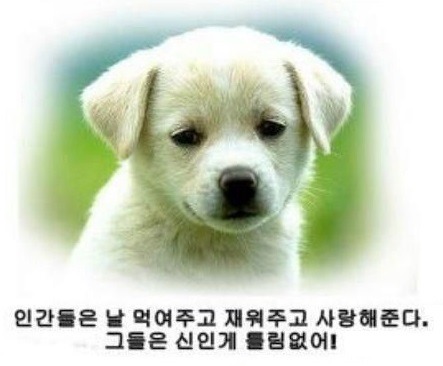개와 고양이의 생각의차이 | 인스티즈