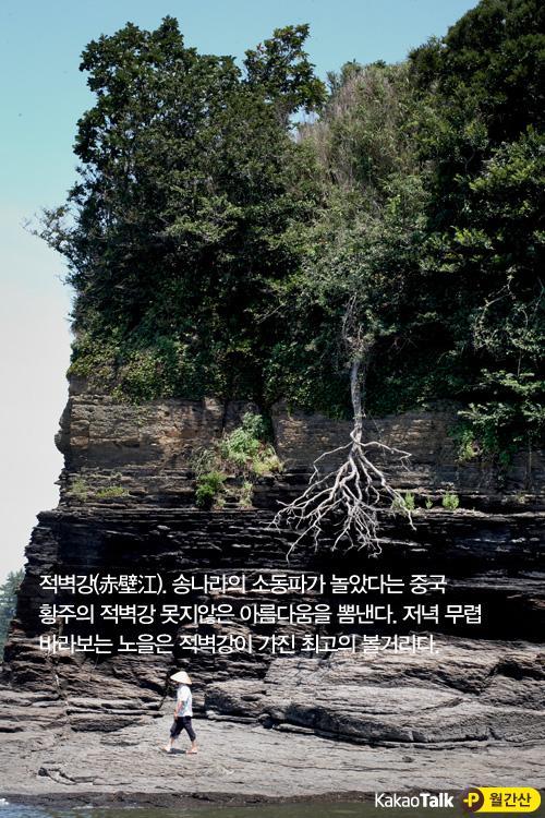 킹나무 이미지