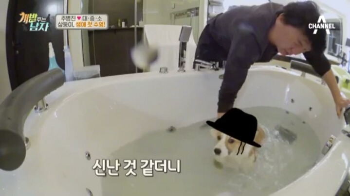 [개밥주는남자] 웰시코기 삼둥이 대중소의 일상.jpg | 인스티즈