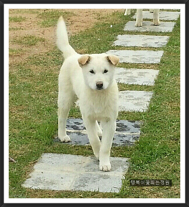 야시 이미지