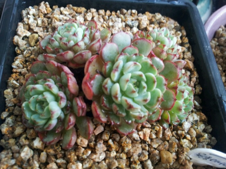 매창슈퍼 이미지