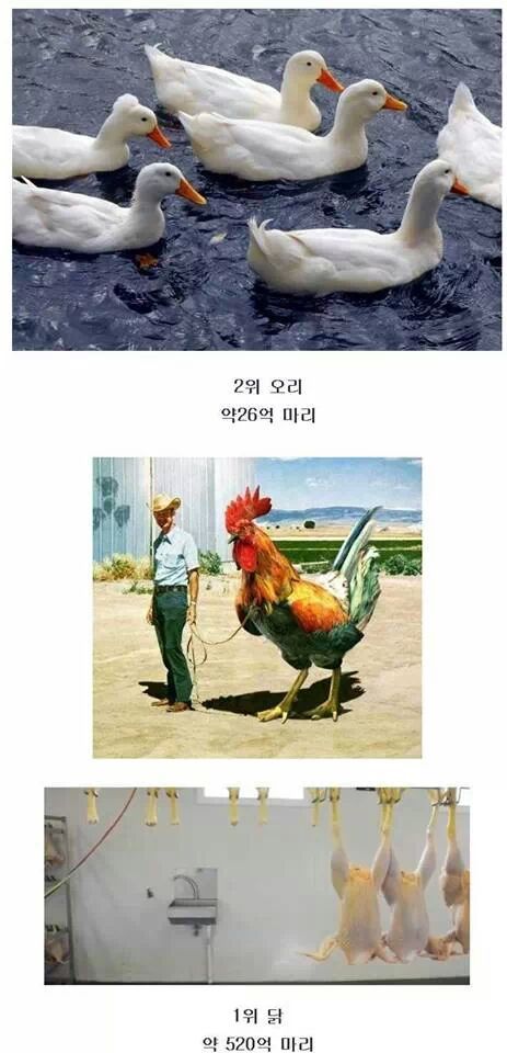 인간이 1년 간 잡아먹는 동물 Top 10.jpg | 인스티즈