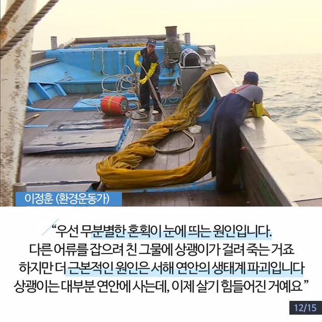한강에 돌고래가 산다? | 인스티즈