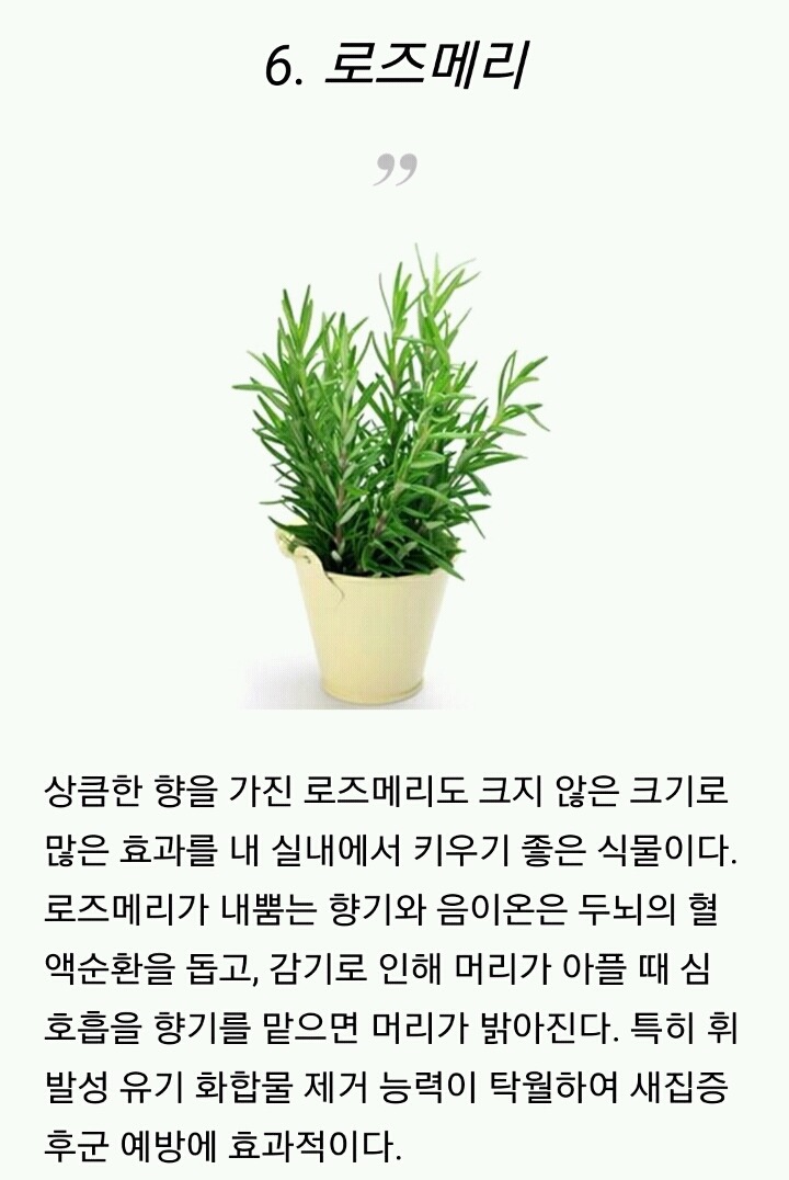 모양도 예쁘고 기능도 좋은 실내 식물 10가지 | 인스티즈