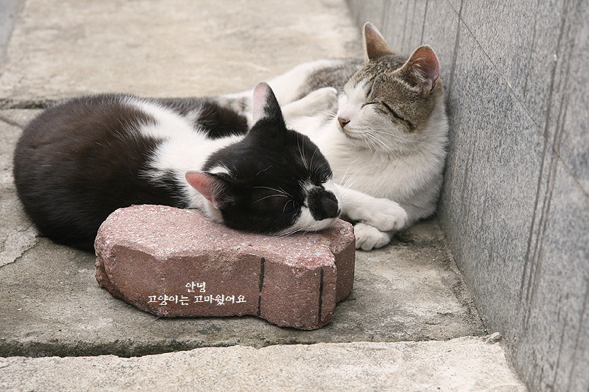 길고양이가 천대받는 나라 | 인스티즈