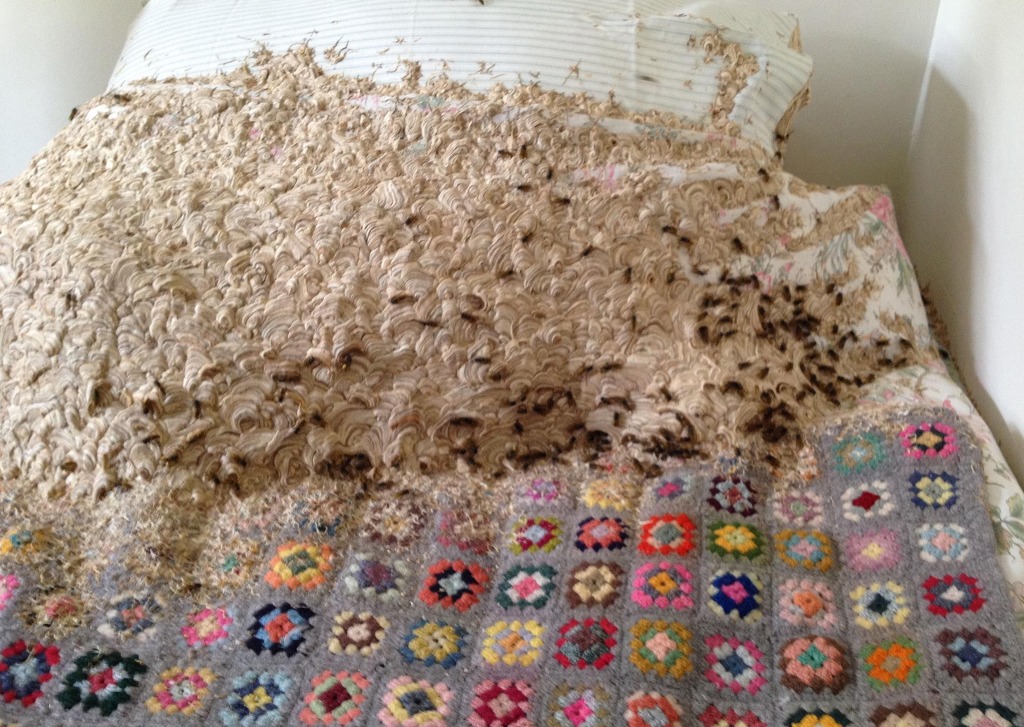 휴가 갔다 왔는데 침대에 '초대형 벌집'이 생겼어요 | 인스티즈